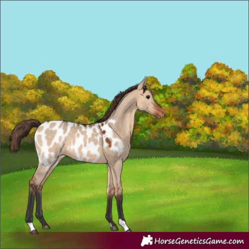 Horse Color:Bay Dun Appaloosa 