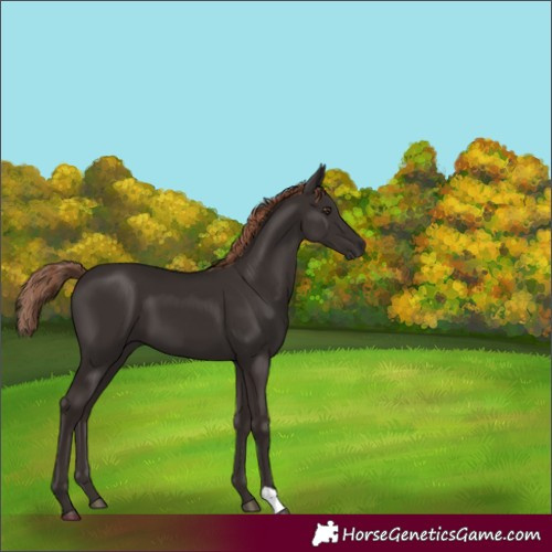 Horse Color:Liver Chestnut 