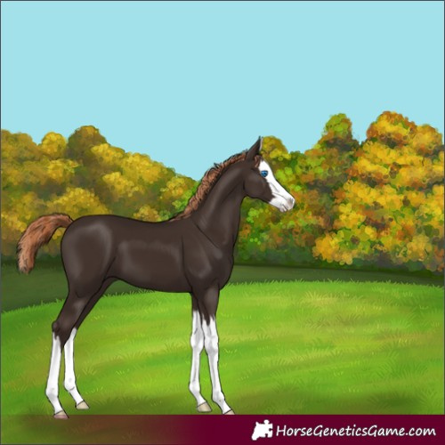 Horse Color:Liver Chestnut Splash 