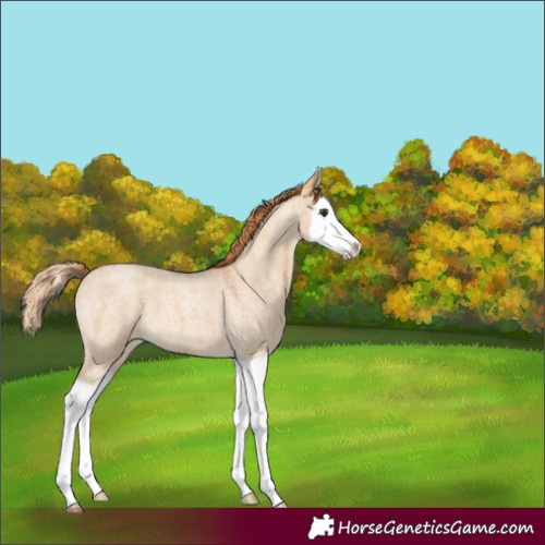 Horse Color:Red Dun Roan Splash 