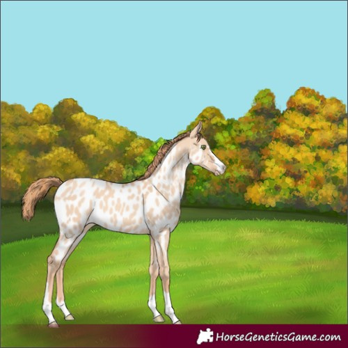 Horse Color:Gold Champagne Dun Near Leopard 
