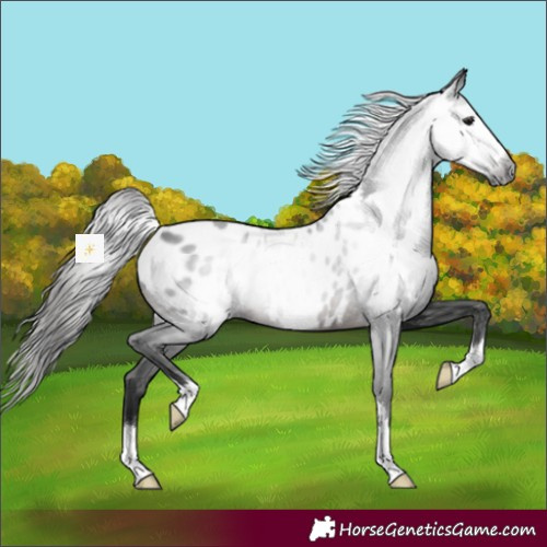 Horse Color:Gray Brown Appaloosa 