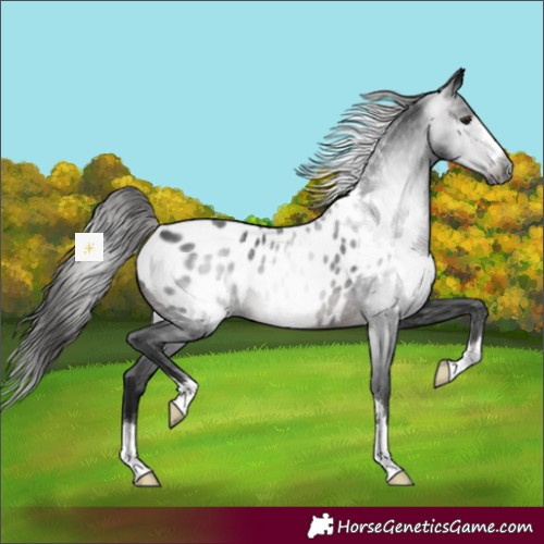 Horse Color:Gray Brown Appaloosa 