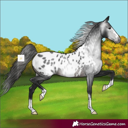Horse Color:Gray Brown Appaloosa 