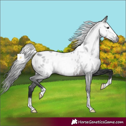 Horse Color:Gray Brown Near Leopard 
