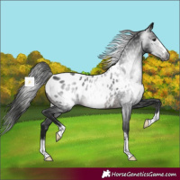 Horse Color:Gray Brown Appaloosa 