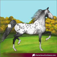 Horse Color:Gray Brown Appaloosa