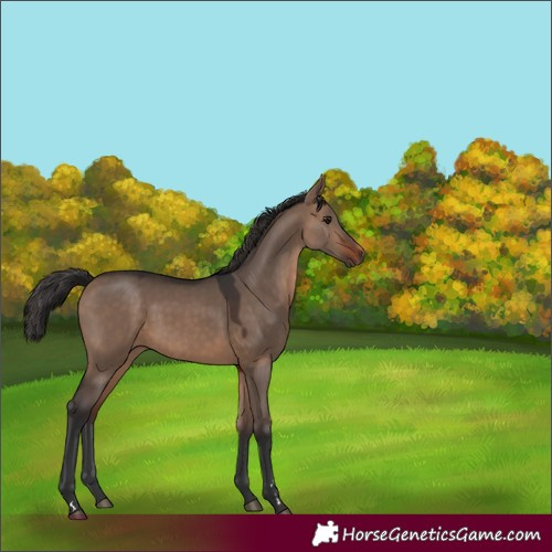 Horse Color:Brown Dun 
