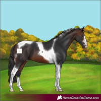Horse Color:Brown Tobiano 