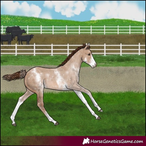 Horse Color:White Spotted Red Dun 