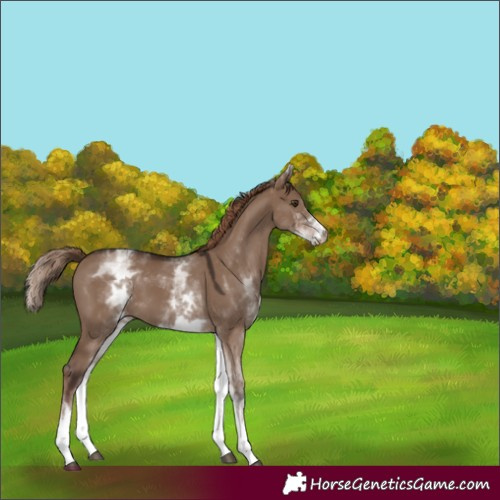 Horse Color:White Spotted Liver Red Dun 