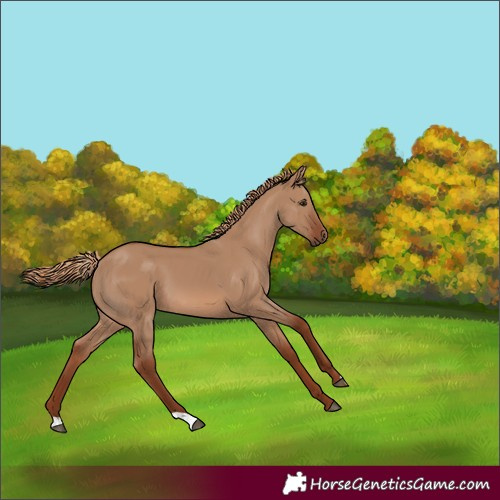 Horse Color:Red Dun 