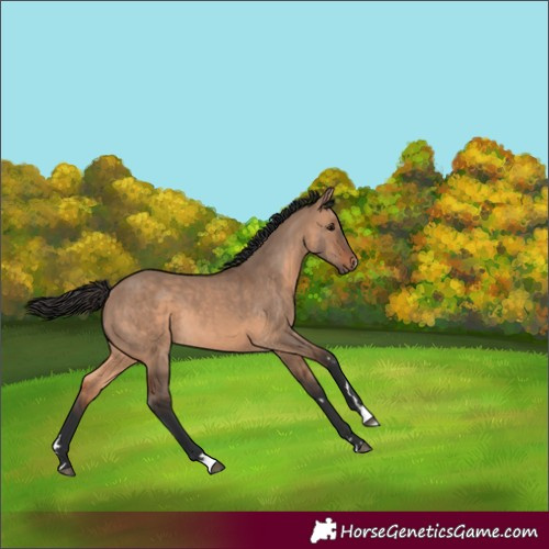 Horse Color:Brown Dun 