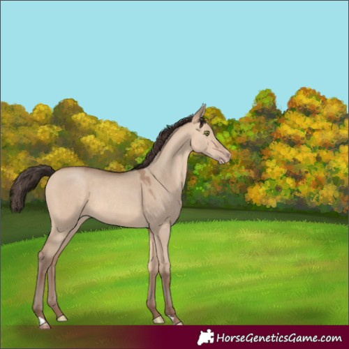 Horse Color:Amber Champagne Dun 