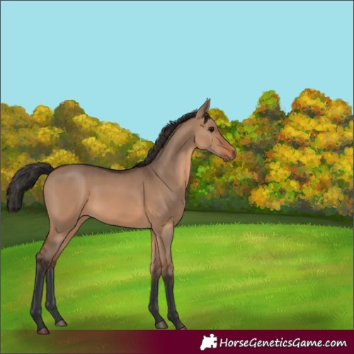 Horse Color:Brown Dun 