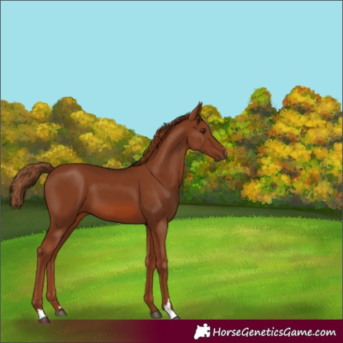 Horse Color:Chestnut 