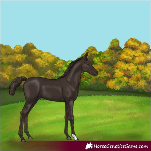 Horse Color:Liver Chestnut 