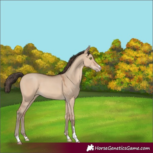Horse Color:Sable Champagne Dun 