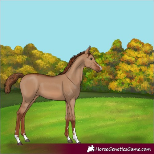 Horse Color:Red Dun 