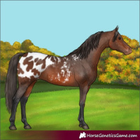 Horse Color:Brown Appaloosa 