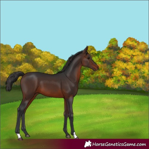 Horse Color:Brown 