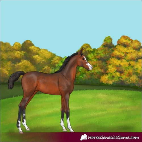 Horse Color:Bay 