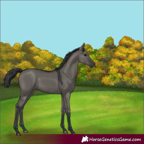 Horse Color:Grullo 