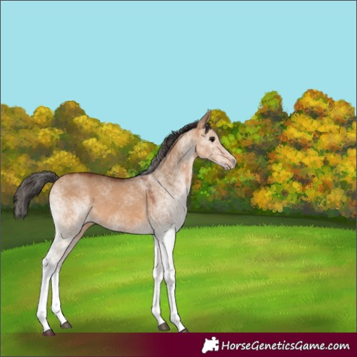 Horse Color:White Spotted Bay Dun Rabicano 