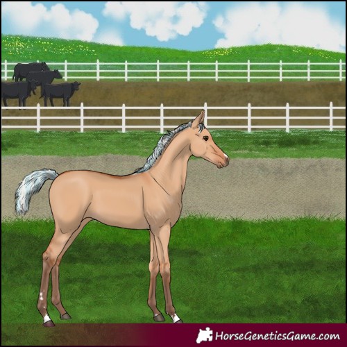 Horse Color:Painted Silver Bay Dun 