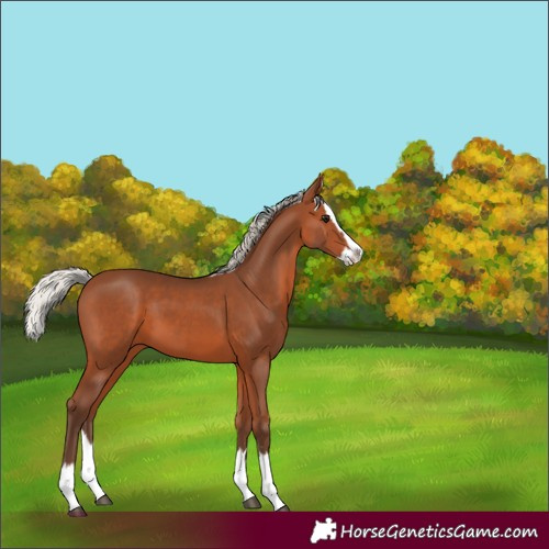 Horse Color:Silver Brown Splash 