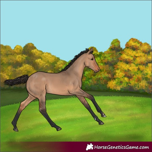 Horse Color:Bay Dun 