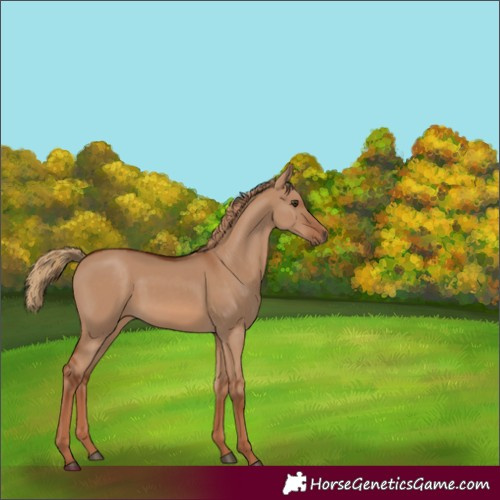 Horse Color:Red Dun 