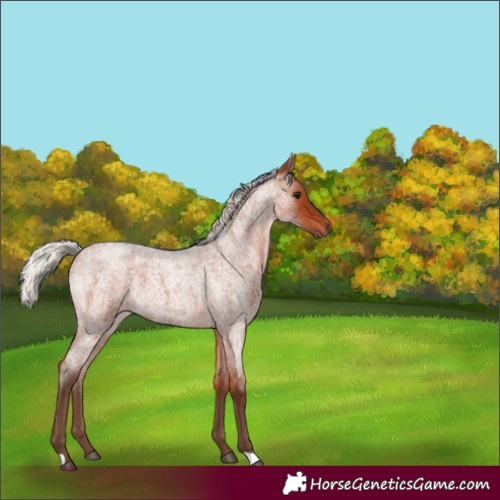 Horse Color:Silver Bay Roan 