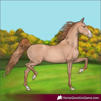 Horse Color:Gold Champagne Splash