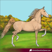 Horse Color:Gold Champagne Splash 