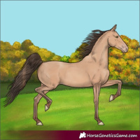 Horse Color:Amber Champagne Rabicano 