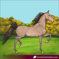 Horse Color:Amber Champagne Rabicano 