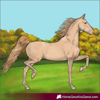 Horse Color:Gold Champagne Rabicano 