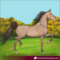 Horse Color:Amber Champagne Rabicano 