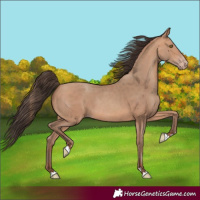 Horse Color:Amber Champagne Rabicano 