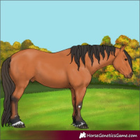 Horse Color:Bay 