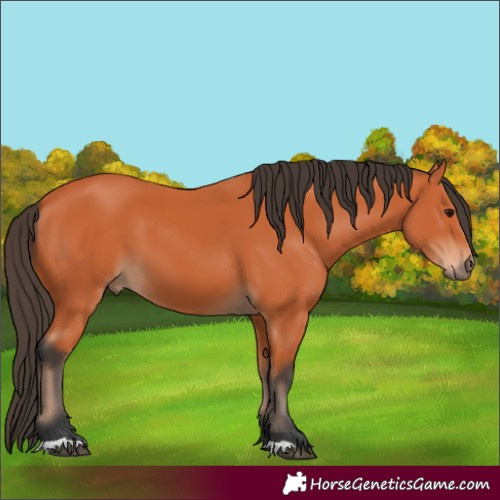 Horse Color:Bay 