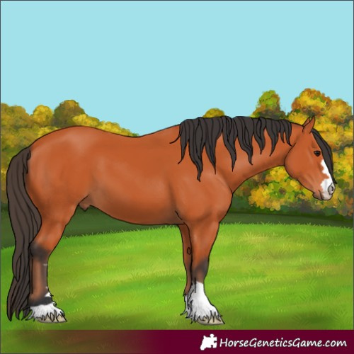Horse Color:Bay 