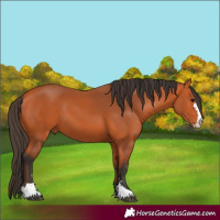 Horse Color:Bay 