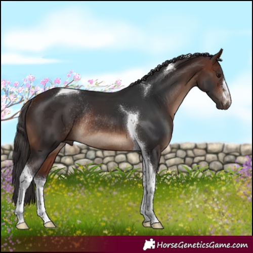 Horse Color:Brown Tobiano Rabicano