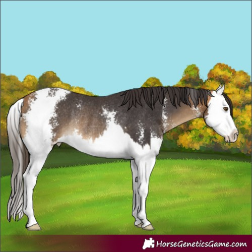 Horse Color:Buckskin Sabino Splash Rabicano 