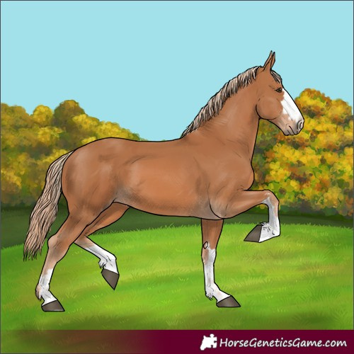 Horse Color:Chestnut and Chestnut