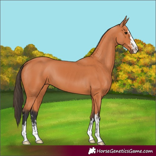Horse Color:Bay  and Bay 