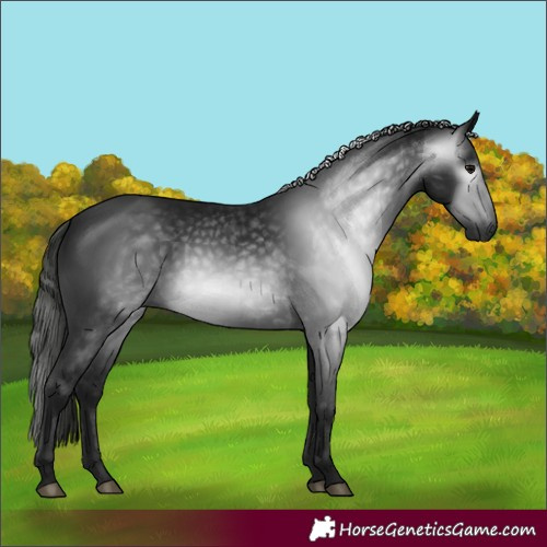 Horse Color:Gray Black 