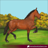 Horse Color:Bay 